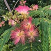 ヒメ日記 2025/06/22 10:19 投稿 Ｋotoha（ことは） AMATERAS(アマテラス)(福山)