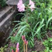 ヒメ日記 2025/09/15 10:22 投稿 Ｋotoha（ことは） AMATERAS(アマテラス)(福山)