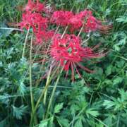 ヒメ日記 2025/10/12 10:17 投稿 Ｋotoha（ことは） AMATERAS(アマテラス)(福山)