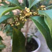 ヒメ日記 2025/10/30 10:28 投稿 Ｋotoha（ことは） AMATERAS(アマテラス)(福山)