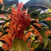 ヒメ日記 2025/11/07 10:15 投稿 Ｋotoha（ことは） AMATERAS(アマテラス)(福山)