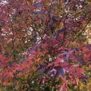 ヒメ日記 2025/11/17 10:23 投稿 Ｋotoha（ことは） AMATERAS(アマテラス)(福山)