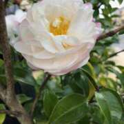 ヒメ日記 2025/11/20 10:23 投稿 Ｋotoha（ことは） AMATERAS(アマテラス)(福山)