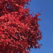 ヒメ日記 2025/12/06 10:19 投稿 Ｋotoha（ことは） AMATERAS(アマテラス)(福山)