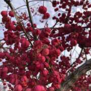 ヒメ日記 2025/12/31 16:19 投稿 Ｋotoha（ことは） AMATERAS(アマテラス)(福山)