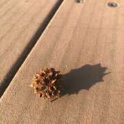 ヒメ日記 2026/01/16 10:25 投稿 Ｋotoha（ことは） AMATERAS(アマテラス)(福山)