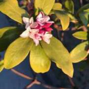 ヒメ日記 2026/03/12 19:06 投稿 Ｋotoha（ことは） AMATERAS(アマテラス)(福山)