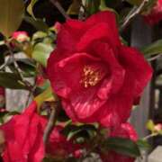 Ｋotoha（ことは） ※無題 AMATERAS(アマテラス)(福山)