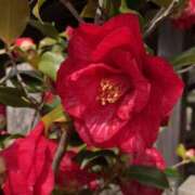 ヒメ日記 2026/05/13 10:23 投稿 Ｋotoha（ことは） AMATERAS(アマテラス)(福山)
