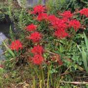 ヒメ日記 2026/10/03 10:21 投稿 Ｋotoha（ことは） AMATERAS(アマテラス)(福山)