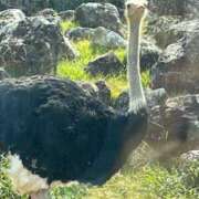 Kaede（かえで） . AMATERAS(アマテラス)(福山)