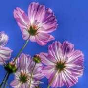 ヒメ日記 2025/10/19 19:35 投稿 みどり アイスキャンディーラブ