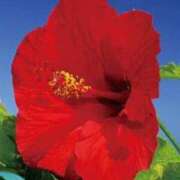 ヒメ日記 2025/09/06 21:35 投稿 あいな アイスキャンディーラブ