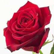 ヒメ日記 2025/08/16 18:15 投稿 つばめ アイスキャンディーラブ