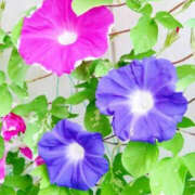 ヒメ日記 2025/07/24 12:45 投稿 ゆかり アイスキャンディーラブ