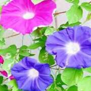 ヒメ日記 2025/08/22 13:35 投稿 ゆかり アイスキャンディーラブ