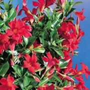 ヒメ日記 2025/09/06 20:55 投稿 さつき アイスキャンディーラブ