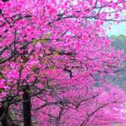 ヒメ日記 2025/12/30 13:13 投稿 せつな アイスキャンディーラブ