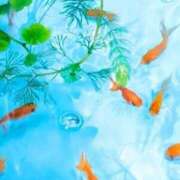 ヒメ日記 2025/08/20 20:50 投稿 あげは アイスキャンディーラブ