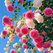 ヒメ日記 2025/11/14 17:10 投稿 さりあ アイスキャンディーラブ