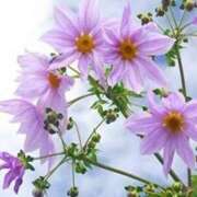 ヒメ日記 2025/10/19 21:55 投稿 ゆりあ アイスキャンディーラブ