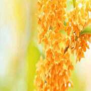 ヒメ日記 2025/10/20 14:35 投稿 このは アイスキャンディーラブ