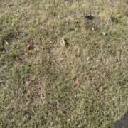 ヒメ日記 2025/11/08 13:01 投稿 かほ ストロベリーハウス