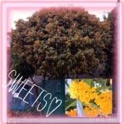 ヒメ日記 2025/11/07 11:22 投稿 ゆきの ラブコレ