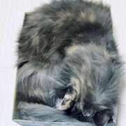 ヒメ日記 2025/03/30 23:57 投稿 あおい 奴隷コレクション