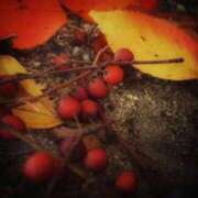 ヒメ日記 2024/12/27 06:06 投稿 にちか 奥様の実話 なんば店