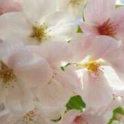 ヒメ日記 2025/04/03 14:54 投稿 にちか 奥様の実話 なんば店