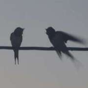 ヒメ日記 2025/04/29 06:52 投稿 にちか 奥様の実話 なんば店