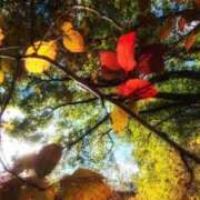 にちか ✽彩り✽ 奥様の実話 なんば店