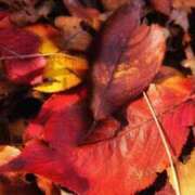 にちか ✽彩り✽ 奥様の実話 なんば店