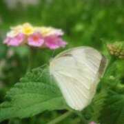 ヒメ日記 2026/03/02 06:00 投稿 にちか 奥様の実話 なんば店