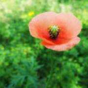 ヒメ日記 2026/04/07 06:00 投稿 にちか 奥様の実話 なんば店