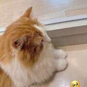 ヒメ日記 2025/10/05 12:38 投稿 葵-あおい- マリン千姫