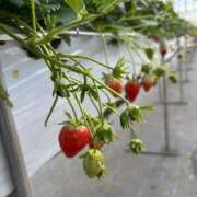 ヒメ日記 2025/02/15 14:06 投稿 乃風-のかぜ- マリン千姫