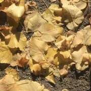 ヒメ日記 2025/10/24 16:06 投稿 あいの【trip】 アロマエステ アイウィッシュ