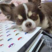 ヒメ日記 2025/11/12 12:55 投稿 みゆき【おもてなし１２０％美女】 Beppin house