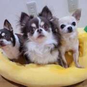 ヒメ日記 2025/11/14 16:55 投稿 みゆき【おもてなし１２０％美女】 Beppin house