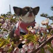 ヒメ日記 2026/04/18 16:27 投稿 みゆき【おもてなし１２０％美女】 Beppin house