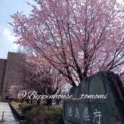 ヒメ日記 2026/03/27 12:20 投稿 ともみ【礼儀礼節完璧】 Beppin house