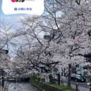 ヒメ日記 2026/04/04 08:20 投稿 ともみ【礼儀礼節完璧】 Beppin house