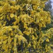 ヒメ日記 2026/04/06 20:00 投稿 ともみ【礼儀礼節完璧】 Beppin house