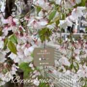 ヒメ日記 2026/04/08 08:20 投稿 ともみ【礼儀礼節完璧】 Beppin house