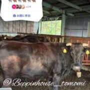 ヒメ日記 2026/04/12 12:23 投稿 ともみ【礼儀礼節完璧】 Beppin house