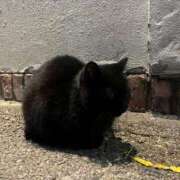 ヒメ日記 2025/01/24 22:43 投稿 さや【人懐こさ天下一品】 Beppin house