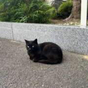 ヒメ日記 2025/05/11 07:40 投稿 さや【人懐こさ天下一品】 Beppin house