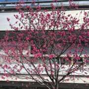 ヒメ日記 2026/03/04 12:27 投稿 やはた 艶熟妻 京都店